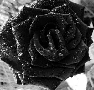 schöne schwarze rosen bilder 6 300x287 - schöne schwarze rosen bilder 6