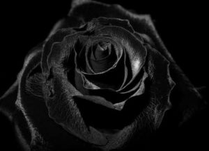schöne schwarze rosen bilder 7 300x218 - schöne schwarze rosen bilder 7