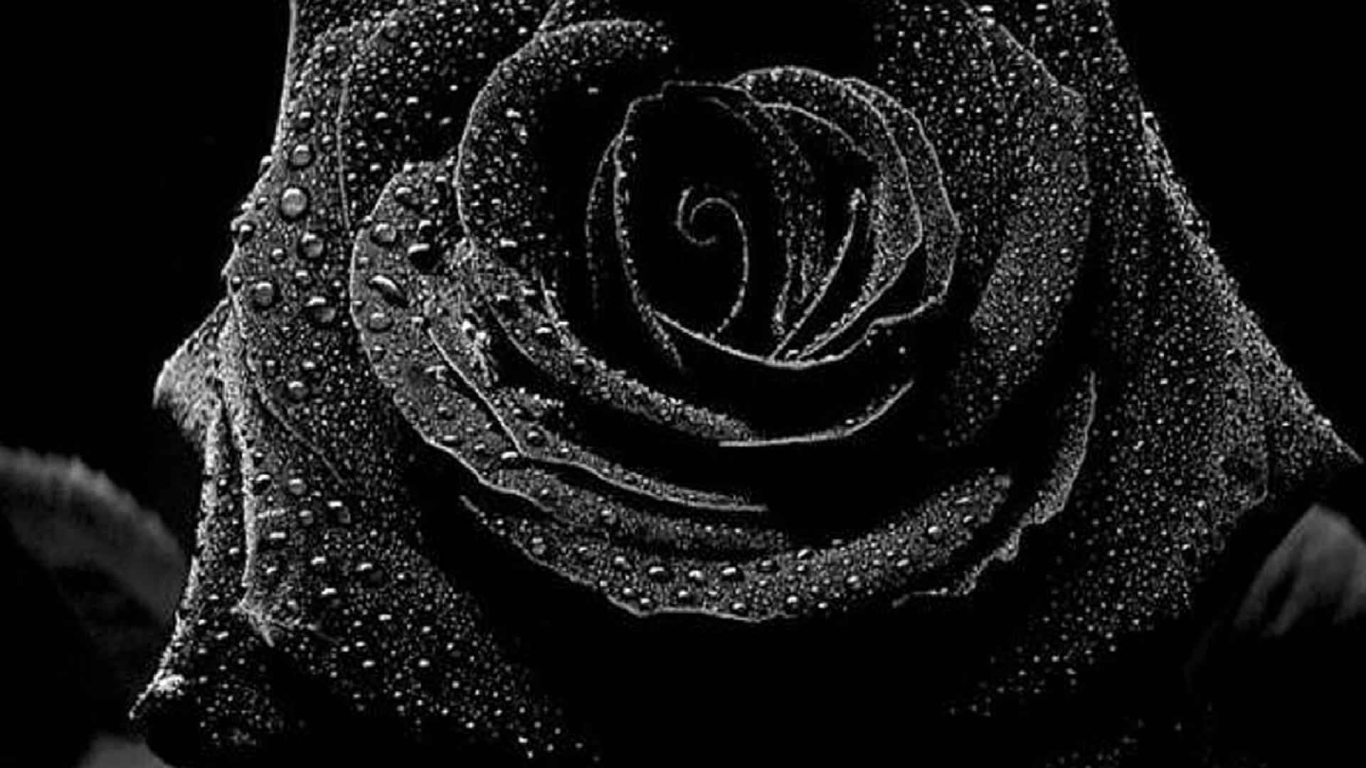 schöne schwarze rosen bilder
