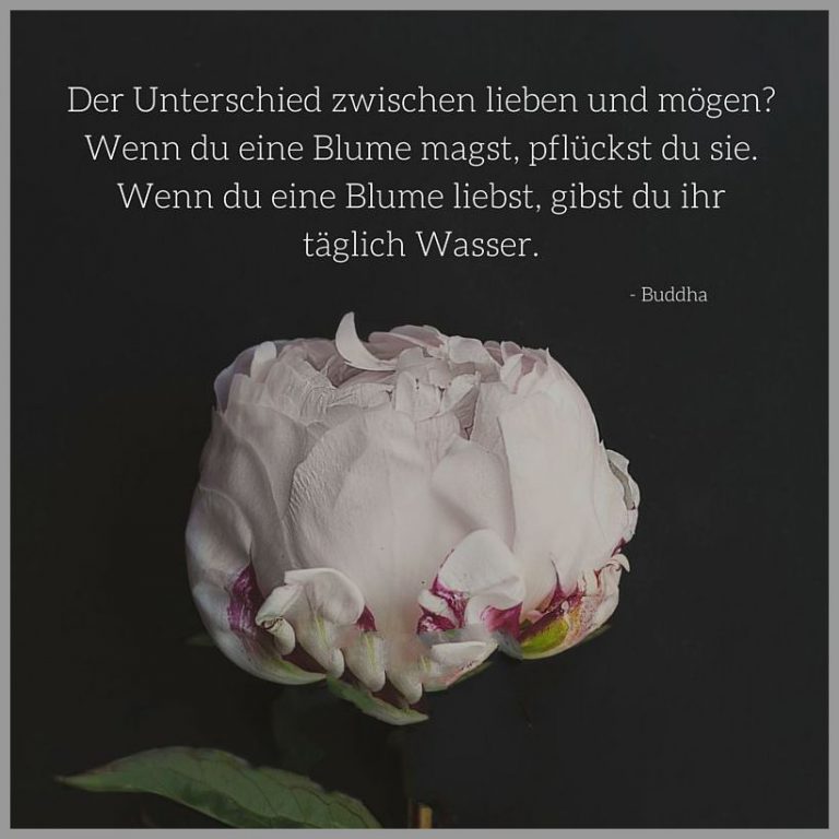 Der unterschied zwischen lieben und moegen wenn du eine blume magst pflueckst du sie wenn du eine blume liebst gibst du ihr taeglich wasser