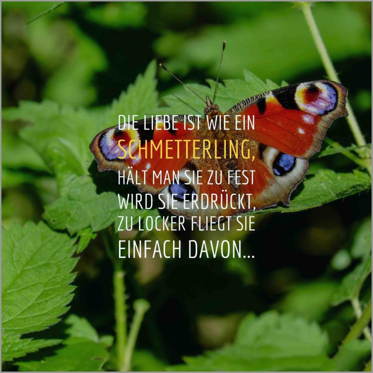Die liebe ist wie ein schmetterling haelt man sie zu fest wird sie erdrueckt zu locker fliegt sie einfach davon