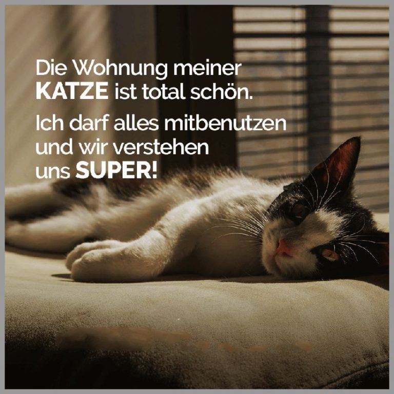 Die wohnung meiner katze ist total schoen ich darf alles mitbenutzen und wir verstehen uns super