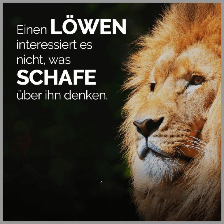 Einen loewen interessiert es nicht was schafe ueber ihn denken