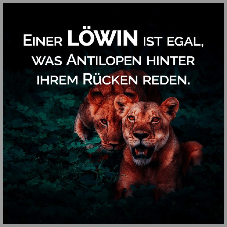 Einer loewin ist egal was antilopen hinter ihrem ruecken reden
