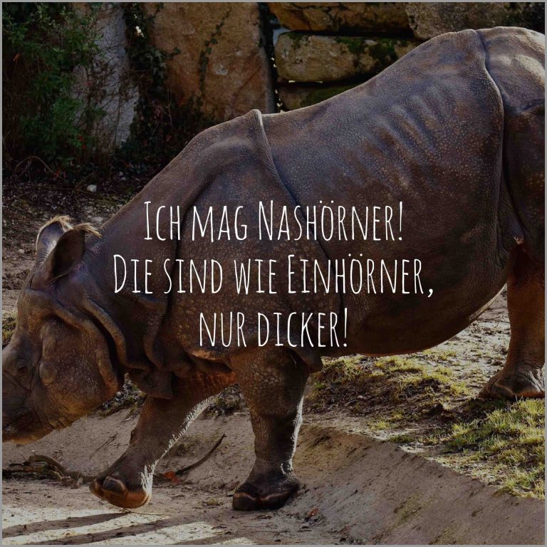 Ich mag nashoerner die sind wie einhoerner nur dicker