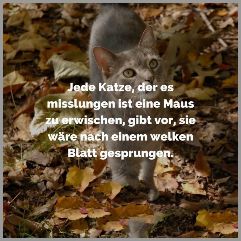 Jede katze der es misslungen ist eine maus zu erwischen gibt vor sie waere nach einem welken blatt gesprungen