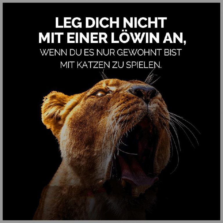 Leg dich nicht mit einer loewin an wenn du es nur gewohnt bist mit katzen zu spielen