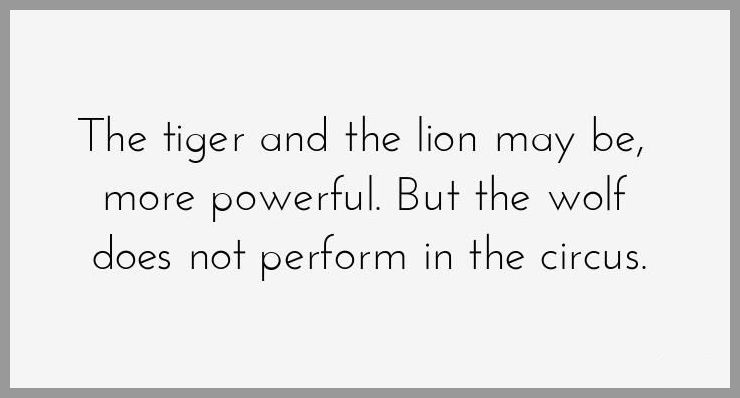 The tiger and the lion may be more powerful but the wolf does not perform in the circus