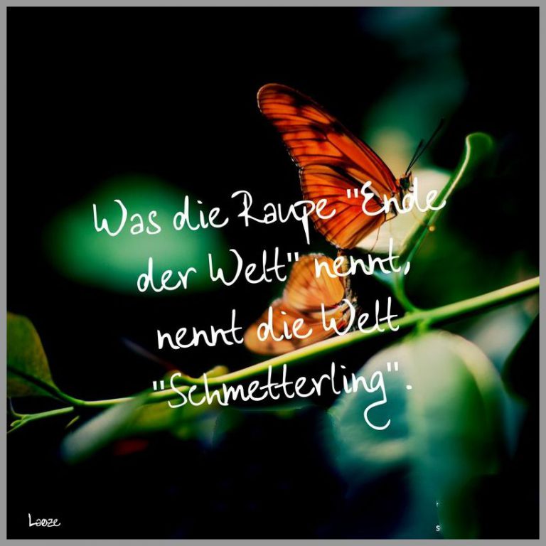 Was die raupe ende der welt nennt nennt die welt schmetterling