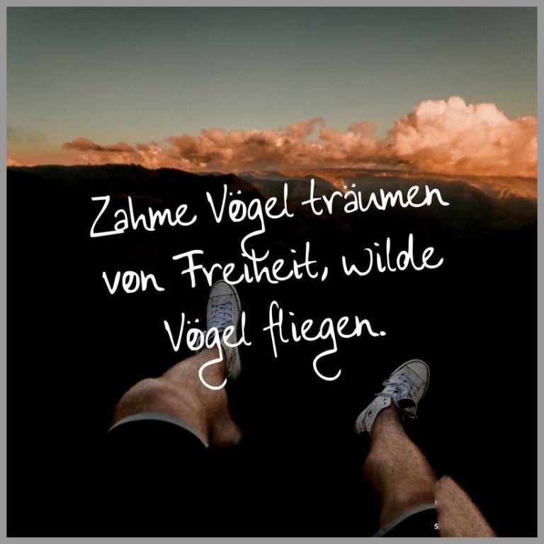 Zahme voegel traeumen von freiheit wilde voegel fliegen