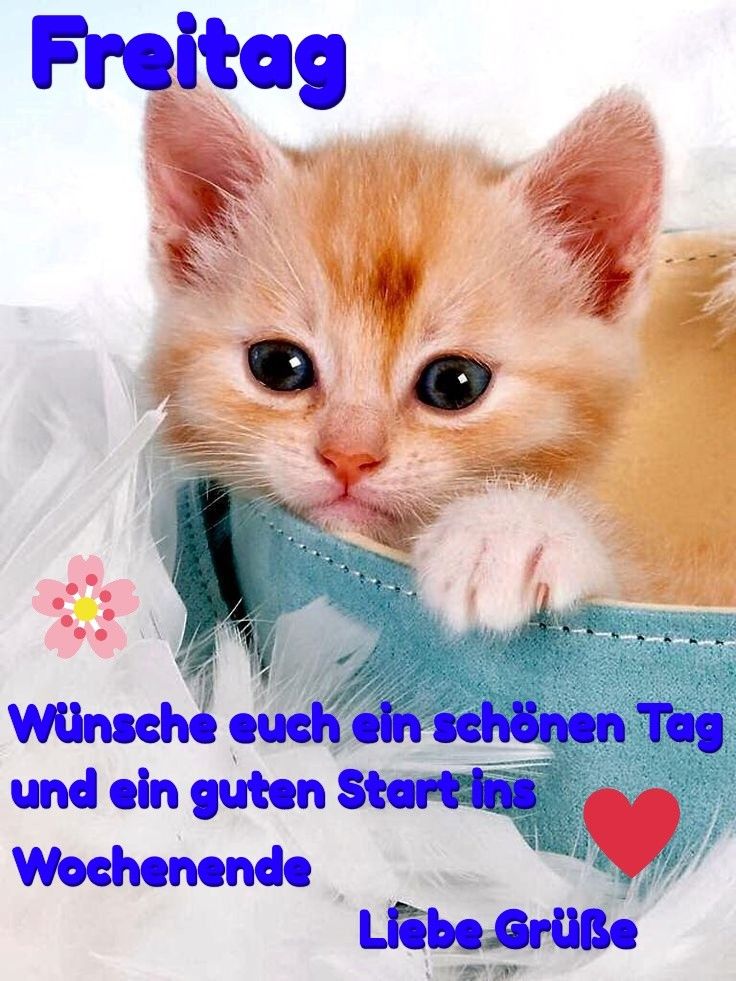 Schönen freitag abend und gute nacht Bilder und Sprüche für Whatsapp