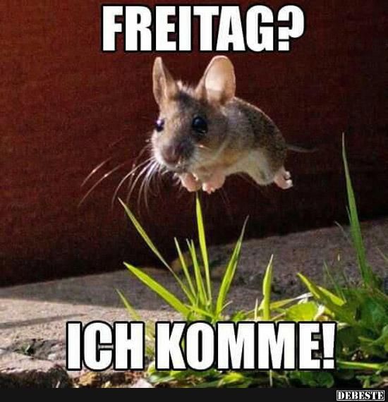 Schönen freitag bilder lustig Bilder und Sprüche für Whatsapp und
