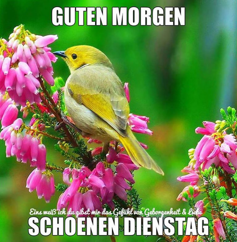 dienstag abend bilder lustig kostenlos