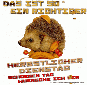 Schönen dienstag katze gif bilder fürs handy