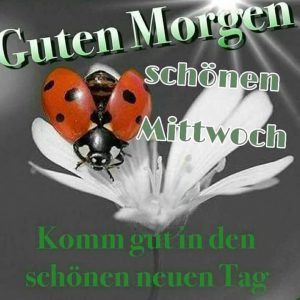 Schönen mittwoch bilder tiere