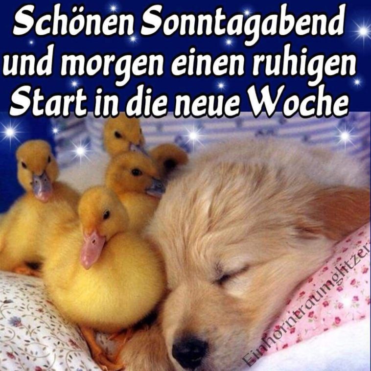 Schönen sonntag lustige bilder Bilder und Sprüche für Whatsapp und