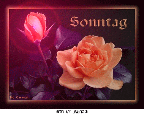 Guten sonntag bilder lustig Bilder und Sprüche für Whatsapp