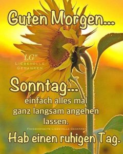 Schönen sonntag hund