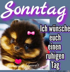 Schönen sonntag tierbilder