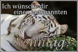 Schönen sonntag video