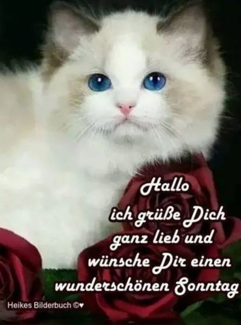 Sonntag lustig kostenlos fürs Handy Bilder und Sprüche