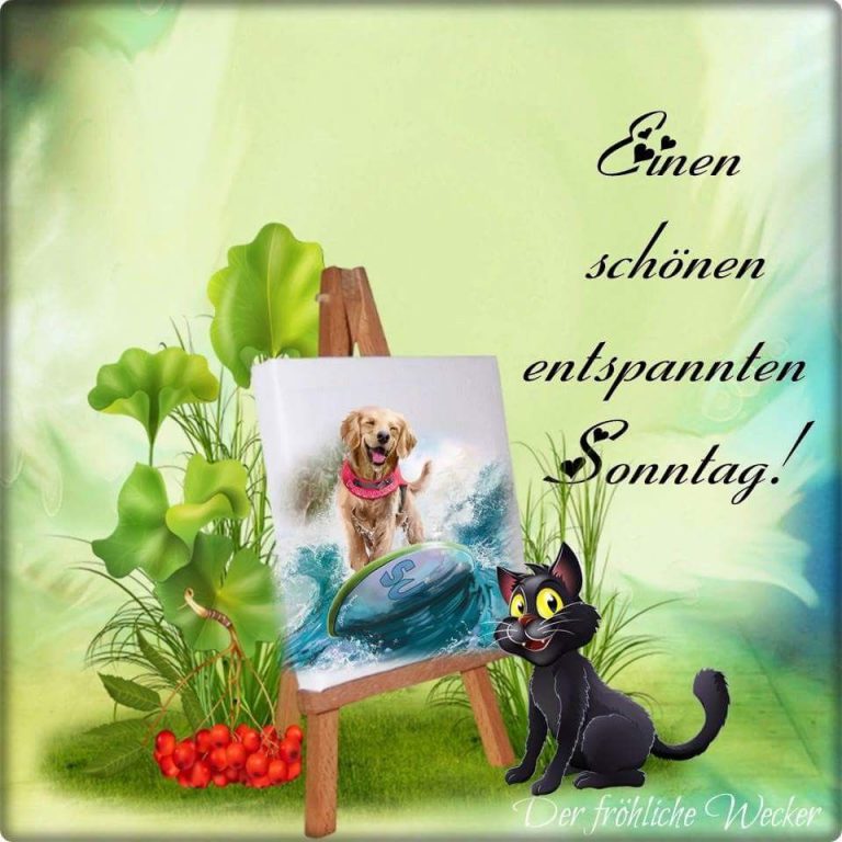 Whatsapp schönen sonntag