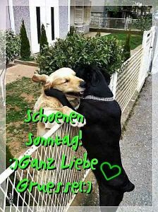 Wunderschönen sonntag lustig fürs Handy bilder fürs handy