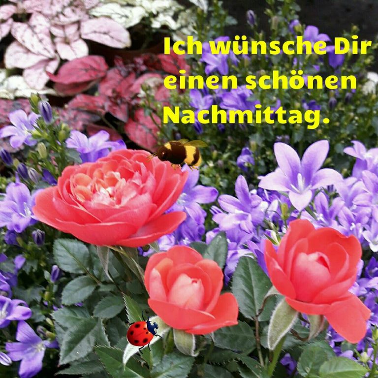 Einen Wunderschönen Tag Nachmittags