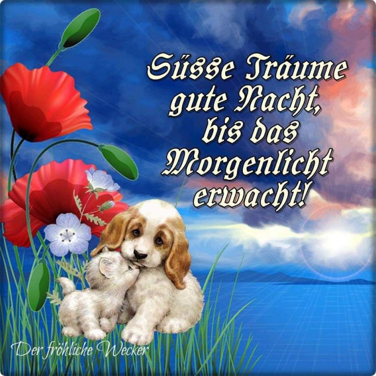 Gute besserung hundebilder