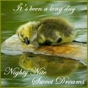 Gute nacht schriftzug