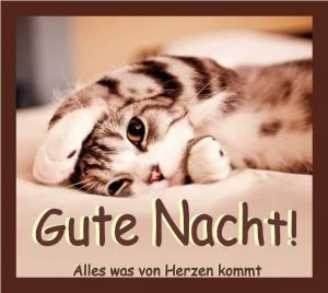 Gute nacht sprüche lustig facebook