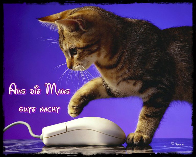 Guten nacht translate