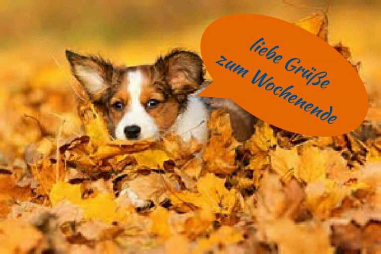 Lustiges zum wochenende