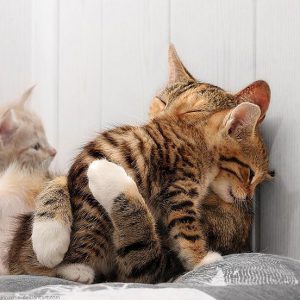 2 cats images bilder
