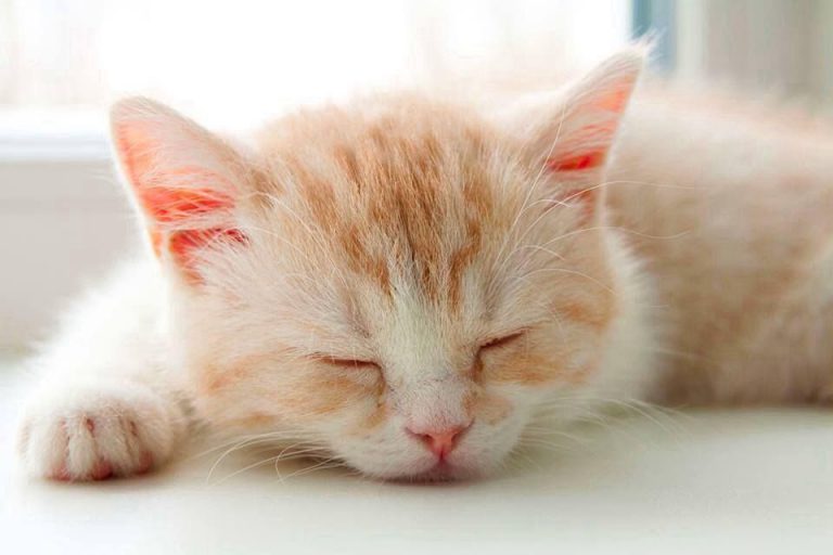 3d Bilder Katzen