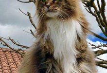 Bild von A Cute Cat Picture Bilder fürs handy