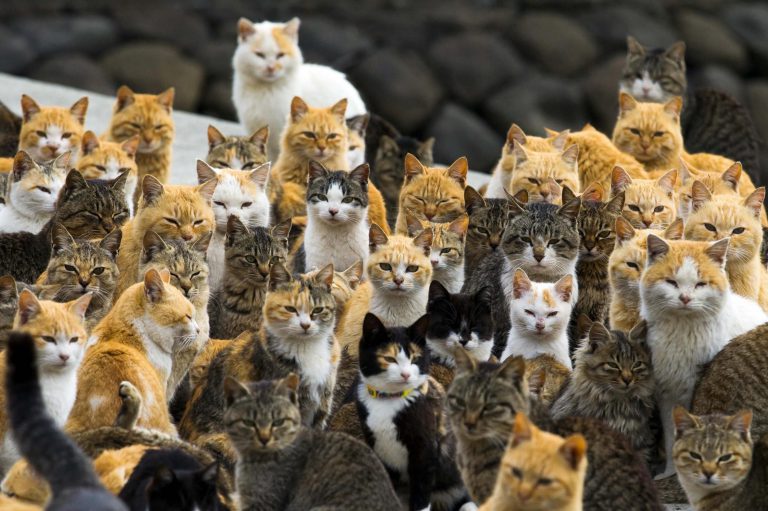 A Picture Of A Cat Bilder