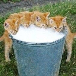 Abessinier Katzen - Cat Stock Image Bilder