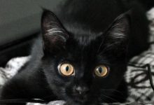 Bild von Adorable Cat Images Bilder fürs handy