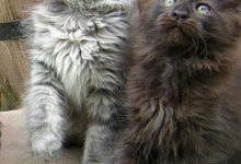 Bild von Adorable Cat Pictures Bilder fürs handy