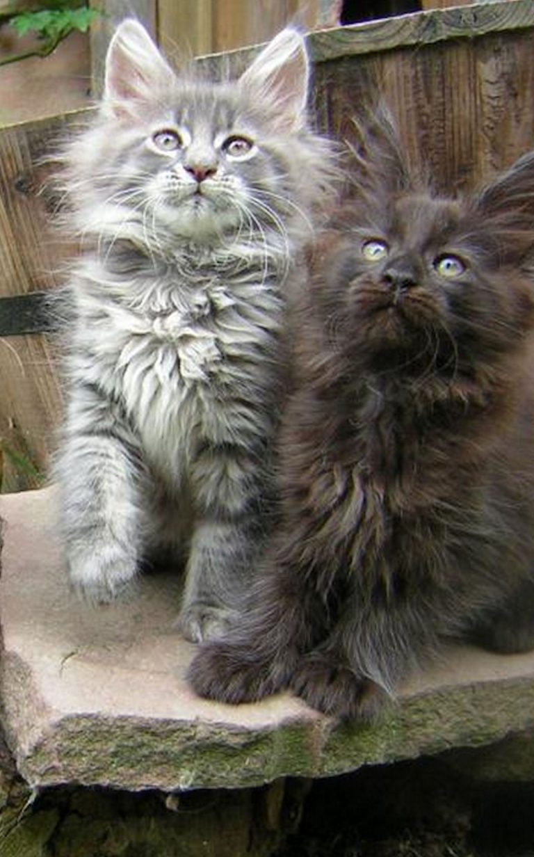 Adorable Cat Pictures Bilder