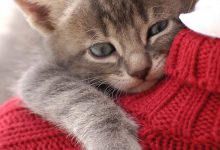 Bild von All Cat Image Bilder fürs handy