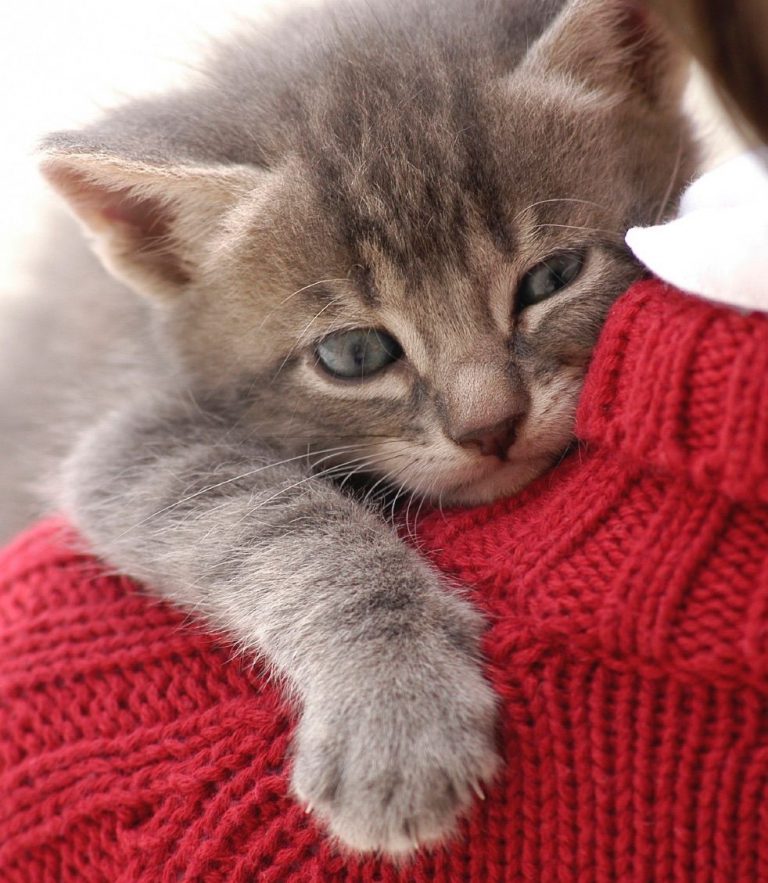 All Cat Image Bilder