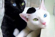 Bild von All Cat Photo Bilder fürs handy