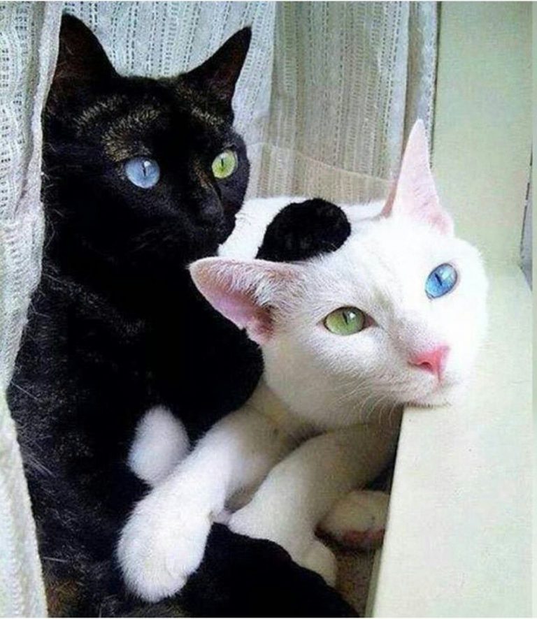 All Cat Photo Bilder