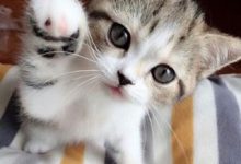 Bild von Alle Katzenrassen bilder fürs handy