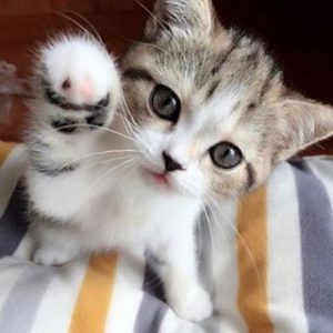 Alle Katzenrassen 300x300 - Cute Kitten Pictures With Funny Captions Bilder