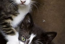 Bild von Alle Katzenrassen Fotos bilder fürs handy