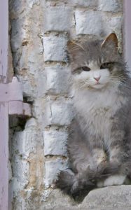 Alle Katzenrassen Mit Bildern 187x300 - Katzen Schnurren