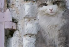 Bild von Alle Katzenrassen Mit Bildern bilder fürs handy